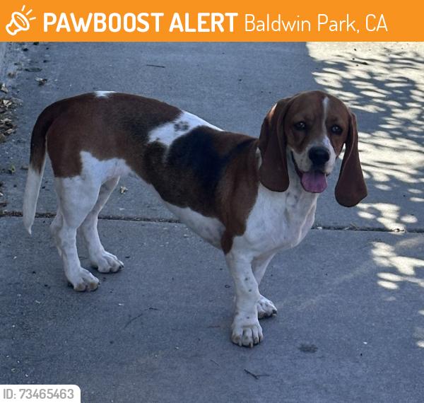 Found/Stray Unknown Dog last seen Feather Ave & Cutler Ave, Baldwin Park, CA 91706