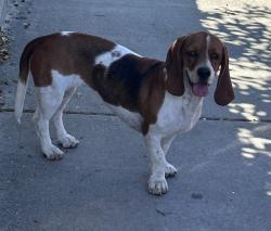 Found/Stray Unknown Dog last seen Feather Ave & Cutler Ave, Baldwin Park, CA 91706