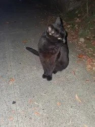Found/Stray Unknown Cat last seen SE 20th and Ash st, Portland, OR 97214