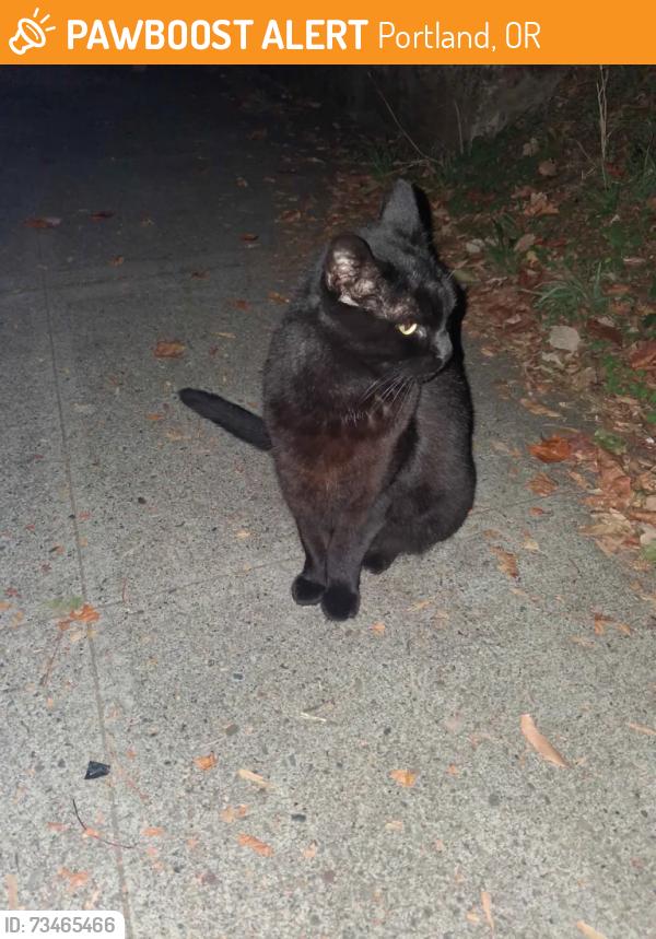 Found/Stray Unknown Cat last seen SE 20th and Ash st, Portland, OR 97214