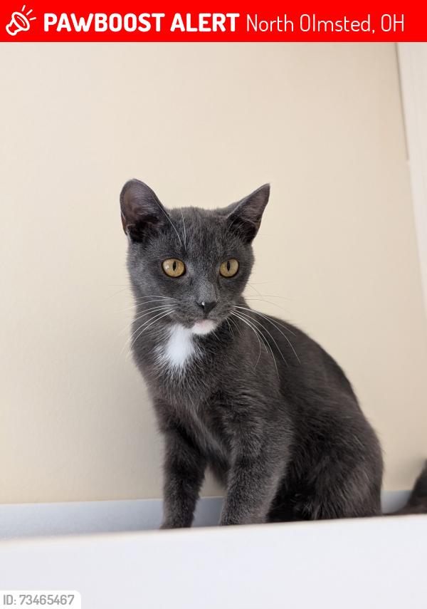 Lost Female Cat last seen Lorain Rd Jeep Dealer, North Olmsted, OH 44070