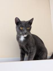 Lost Female Cat last seen Lorain Rd Jeep Dealer, North Olmsted, OH 44070