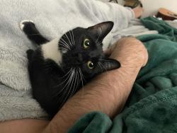 Reunited Female Cat last seen 21st and Valencia, San Francisco, CA 94110
