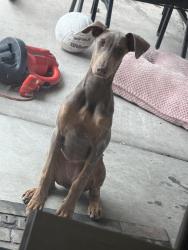 Reunited Female Dog last seen Lamb and Wyoming, Sunrise Manor, NV 89104