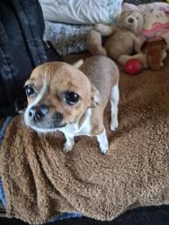 Lost Female Dog last seen Burntwood estatescommunity, Moore, OK 73160