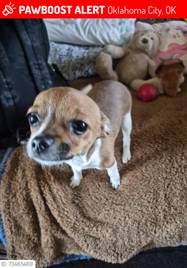 Lost Female Dog last seen Burntwood estatescommunity, Moore, OK 73160
