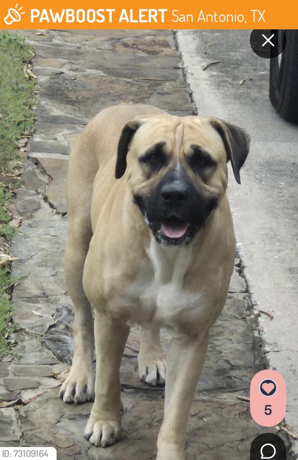 Found/Stray Unknown Dog last seen Whitby a Westgrove a Wesley Edge, San Antonio, TX 78240