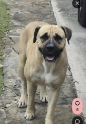Found/Stray Unknown Dog last seen Whitby a Westgrove a Wesley Edge, San Antonio, TX 78240