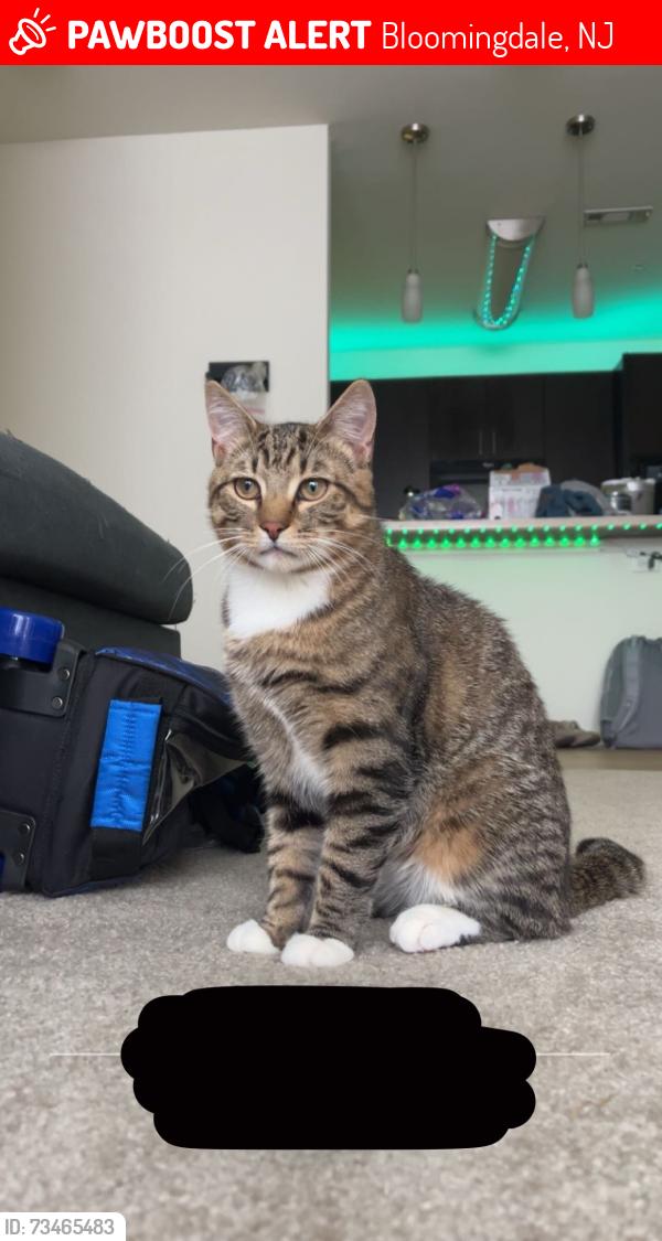 Lost Male Cat last seen Morse Lake Road, Bloomingdale, NJ 07403