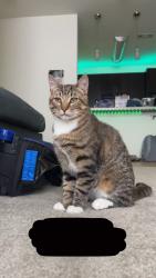 Lost Male Cat last seen Morse Lake Road, Bloomingdale, NJ 07403