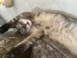 Lost Male Cat last seen Smith and Phelan roads, Phelan, CA 92371