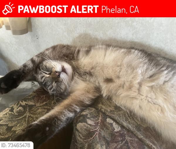 Lost Male Cat last seen Smith and Phelan roads, Phelan, CA 92371