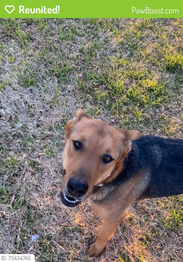 Reunited Male Dog last seen Ave B, Somerton, AZ 85350
