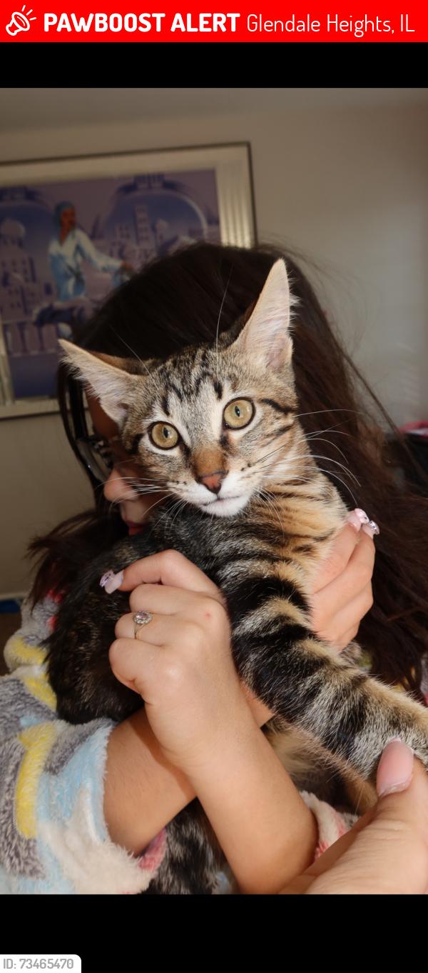 Lost Male Cat last seen Hemlock ct, Glendale Heights, IL 60139