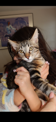 Lost Male Cat last seen Hemlock ct, Glendale Heights, IL 60139