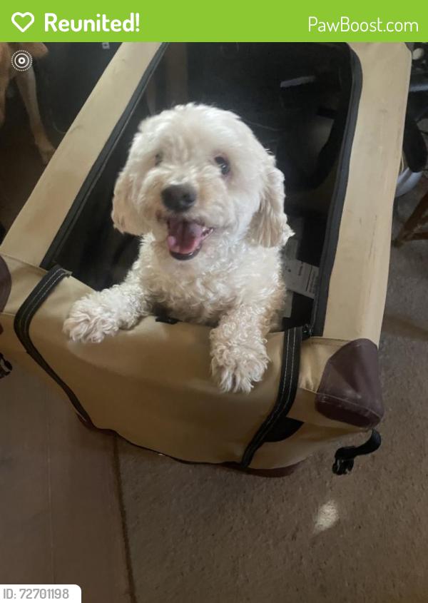 Reunited Male Dog last seen Near w Tropicana Ave, Las Vegas, NV 89103