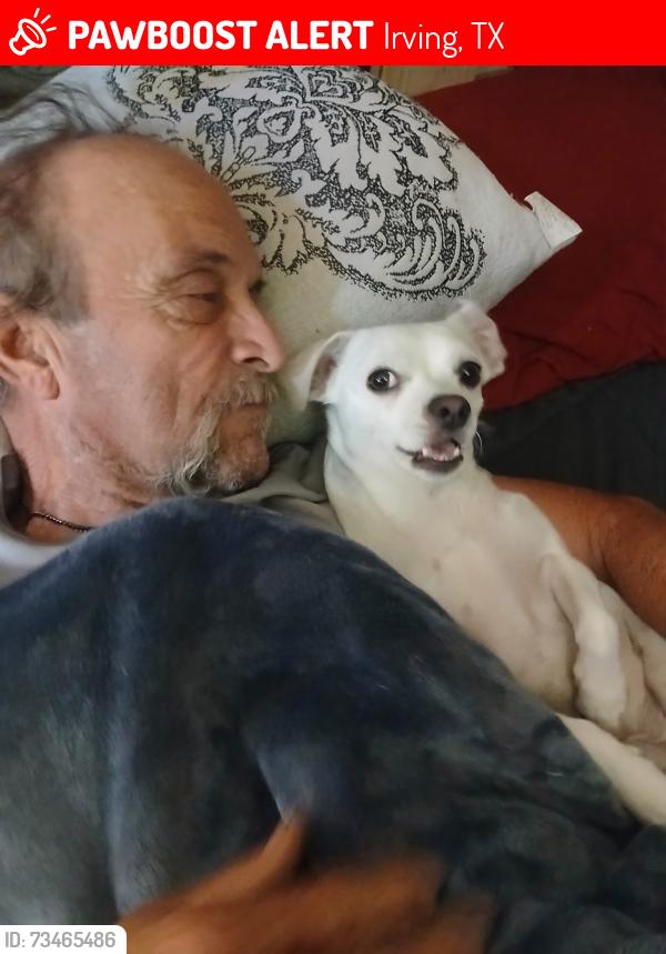 Lost Male Dog last seen Westbrook, Irving, TX 75060