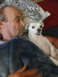 Lost Male Dog last seen Westbrook, Irving, TX 75060