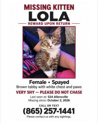 Lost Female Cat last seen Near Allensville rd, Sevierville, TN 37876