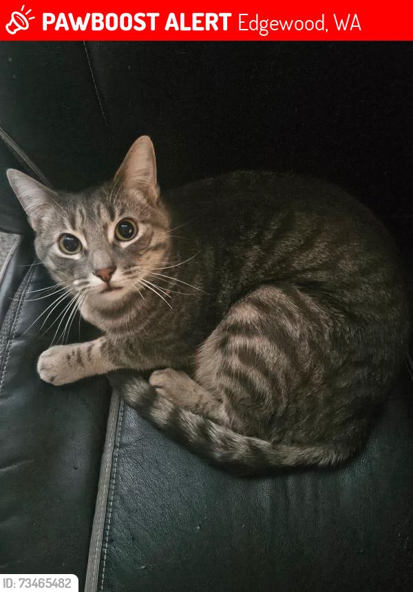 Lost Male Cat last seen Yuma, Edgewood, WA 98371