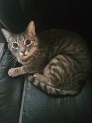 Lost Male Cat last seen Yuma, Edgewood, WA 98371
