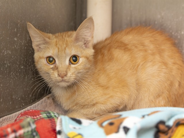 Shelter Stray Male Cat last seen Near BLOCK S 3RD ST, 5501 E Van Buren St, Phoenix, AZ 85008, USA