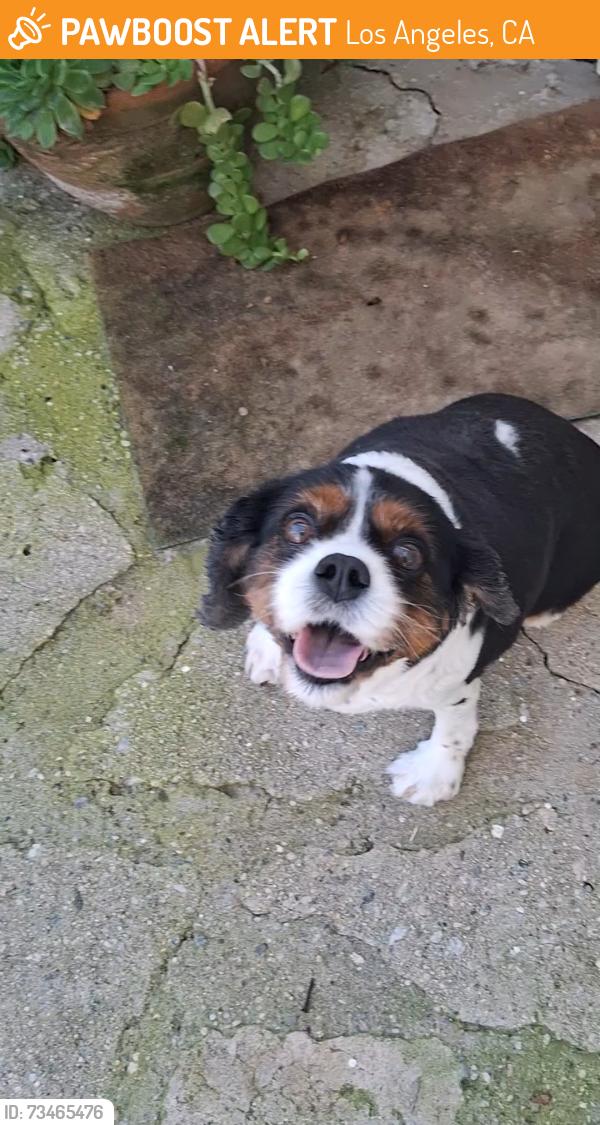 Found/Stray Unknown Dog last seen Ridgemoor Dr & Decente, Studio City 91604, Los Angeles, CA 91604