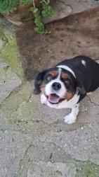 Found/Stray Unknown Dog last seen Ridgemoor Dr & Decente, Studio City 91604, Los Angeles, CA 91604