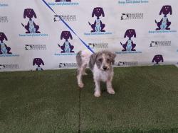 Shelter Stray Male Dog last seen , 2769 Conroy Rd, Orlando, FL 32839, USA