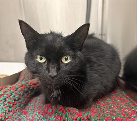 Shelter Stray Female Cat last seen Near, 5001 E Raymond St, Indianapolis, IN 46203, USA