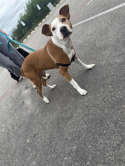 Shelter Stray Female Dog last seen , 4710 TX-151, San Antonio, TX 78227, USA