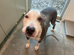 Shelter Stray Male Dog last seen OHAYO MOUNTAIN RD, LADY LAKE, 12280 County Rd 448, Tavares, FL 32778, USA