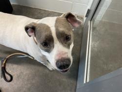 Shelter Stray Female Dog last seen OHAYO MOUNTAIN RD, LADY LAKE, 12280 County Rd 448, Tavares, FL 32778, USA