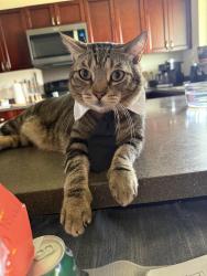 Lost Male Cat last seen maui regional sports park, Kahului, HI 96732