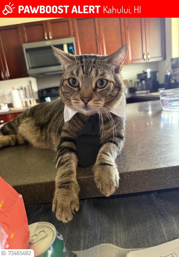Lost Male Cat last seen maui regional sports park, Kahului, HI 96732