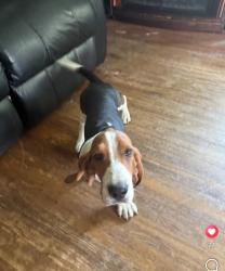 Reunited Male Dog last seen Near roble ave modesto ca 95354, Modesto, CA 95354