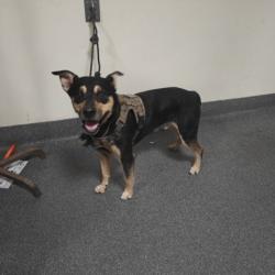 Shelter Stray Male Dog last seen , 3201 Lacy St, Los Angeles, CA 90031, USA