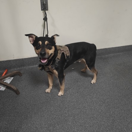 Shelter Stray Male Dog last seen , 3201 Lacy St, Los Angeles, CA 90031, USA