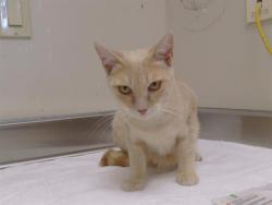 Shelter Stray Female Cat last seen HAYWARD DR/ELAINE DR, 95828, 3839 Bradshaw Rd, Sacramento, CA 95827, USA