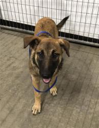 Shelter Stray Female Dog last seen Near BLOCK S PEACH AVE, FRESNO CA 93727 4899, 5277 E Airways Blvd, Fresno, CA 93727, USA