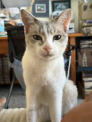 Lost Female Cat last seen Southwestern/Howard/Solwes Rd area, Hamburg, NY 14075