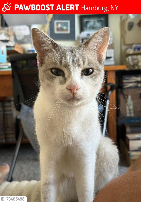 Lost Female Cat last seen Southwestern/Howard/Solwes Rd area, Hamburg, NY 14075