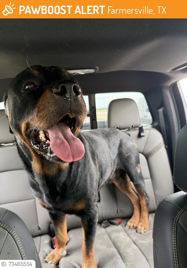 Found/Stray Male Dog last seen On highway 78 North of Farmersville, Farmersville, TX 75442