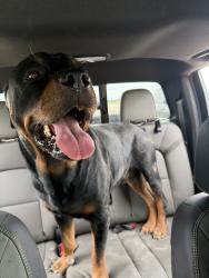 Found/Stray Male Dog last seen On highway 78 North of Farmersville, Farmersville, TX 75442