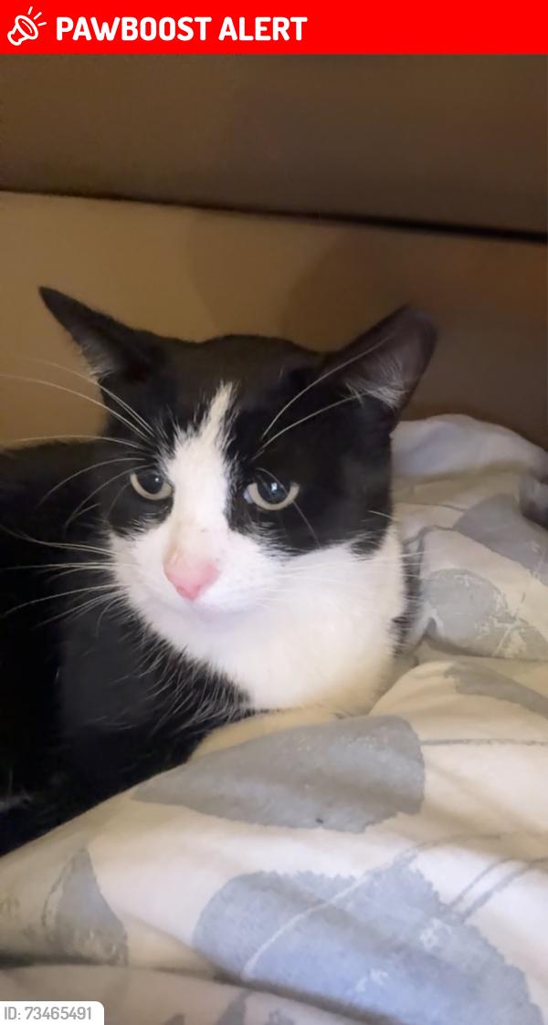 Lost Male Cat last seen Edgware station, Greater London, England 