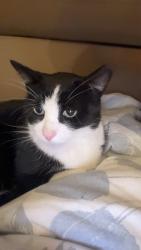 Lost Male Cat last seen Edgware station, Greater London, England 