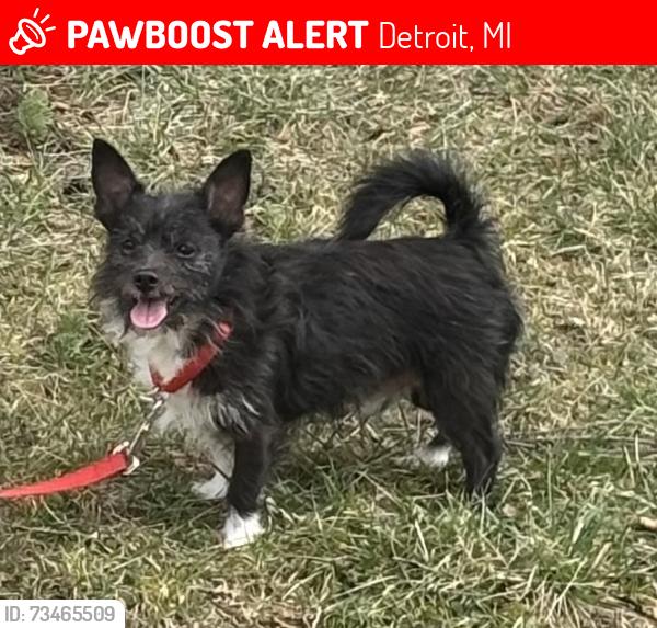 Lost Male Dog last seen Jefferson & chalmers, Detroit, MI 48215