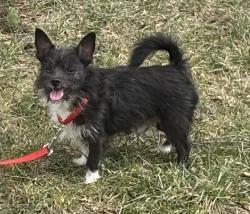 Lost Male Dog last seen Jefferson & chalmers, Detroit, MI 48215