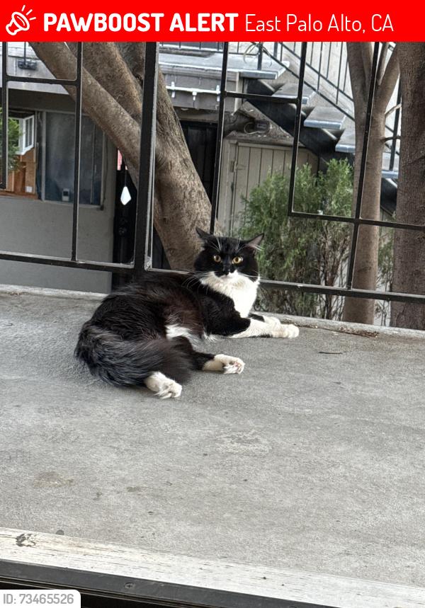 Lost Male Cat last seen Near east O’Keefe st East Palo Alto, East Palo Alto, CA 94303