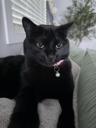 Lost Female Cat last seen Near w la mancha ave, Las Vegas, NV 89149